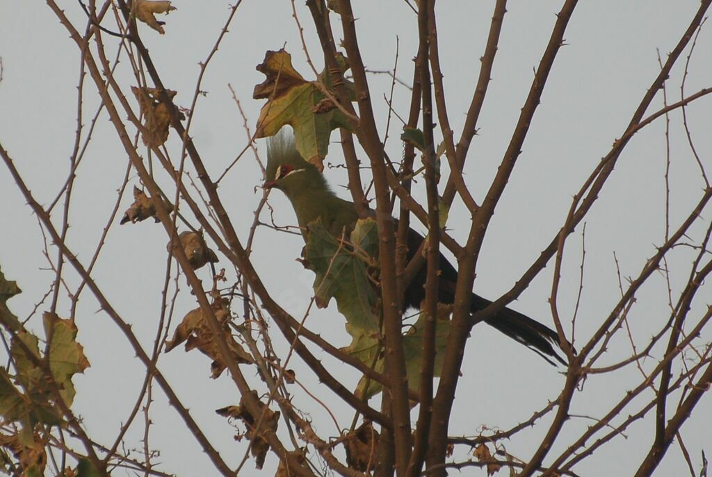 Guinea Turacoadult, identification