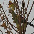 Touraco vert