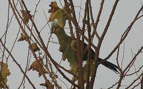 Guinea Turaco