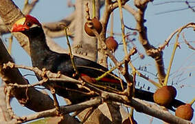 Violet Turaco