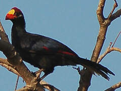 Violet Turaco