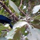 Touraco violet