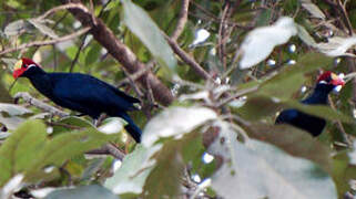 Violet Turaco