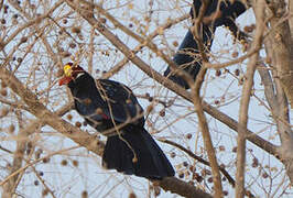 Violet Turaco