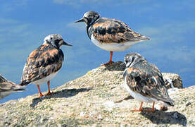 Ruddy Turnstone