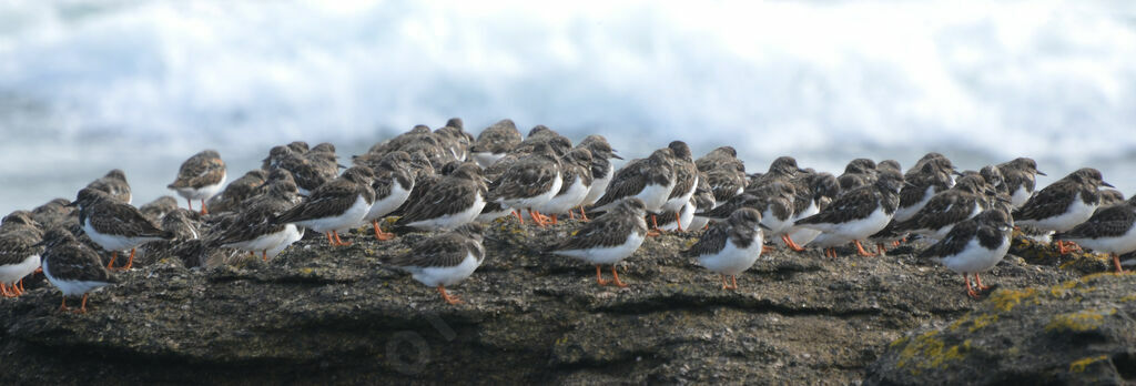 Ruddy Turnstone, Behaviour