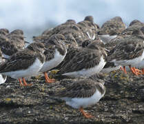 Ruddy Turnstone