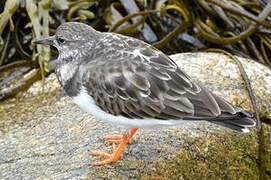 Ruddy Turnstone