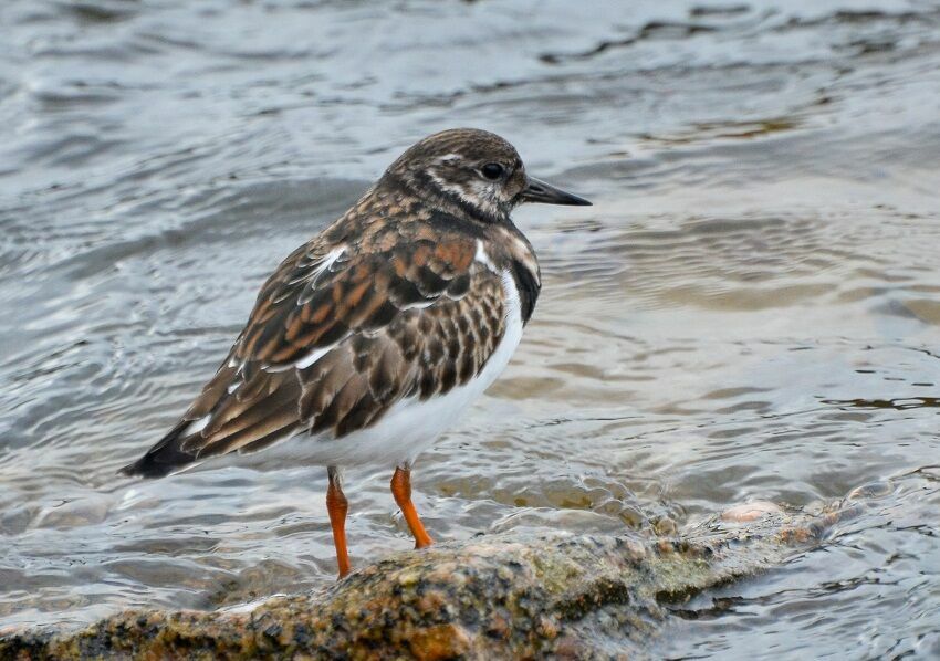 Tournepierre à collier, identification