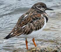 Ruddy Turnstone