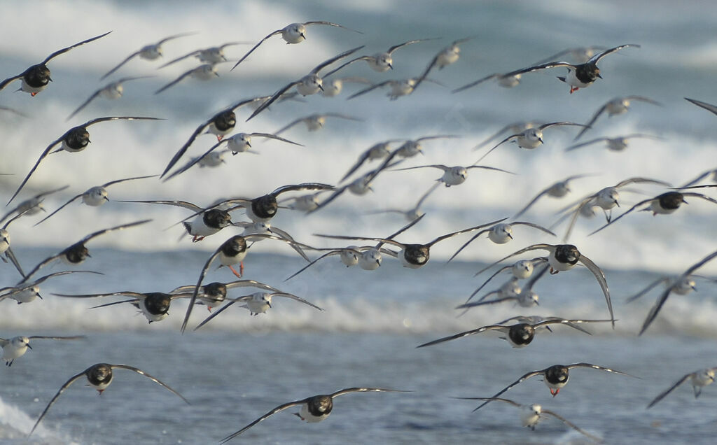 Ruddy Turnstoneadult, Flight