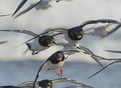 Ruddy Turnstone