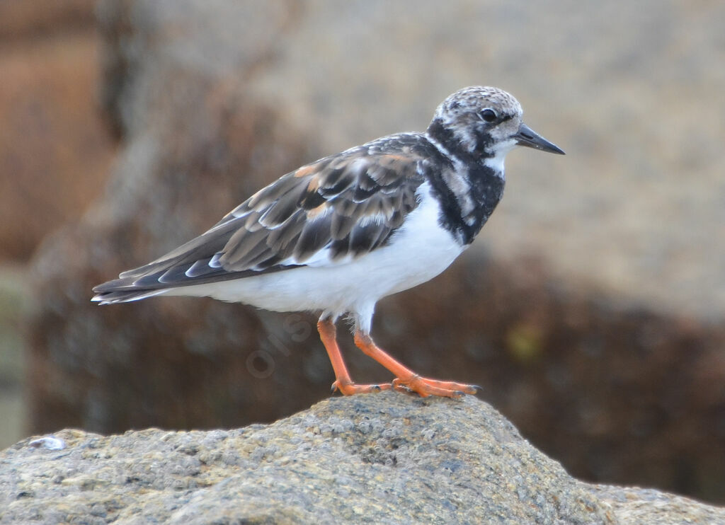 Ruddy Turnstone