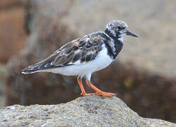 Ruddy Turnstone