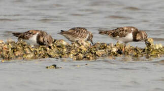 Ruddy Turnstone