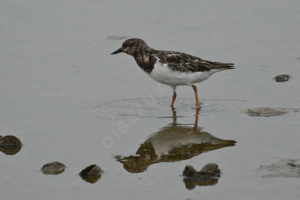 Ruddy Turnstoneadult post breeding