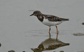 Ruddy Turnstone