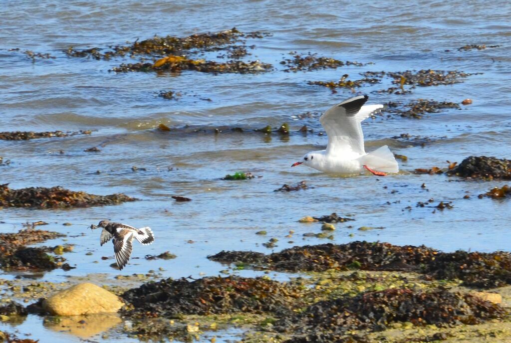 Ruddy Turnstone, Behaviour