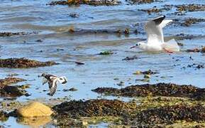 Ruddy Turnstone