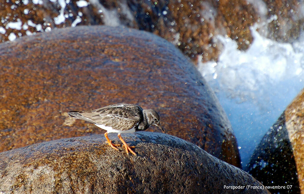 Ruddy Turnstone