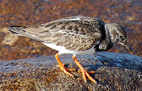 Ruddy Turnstone