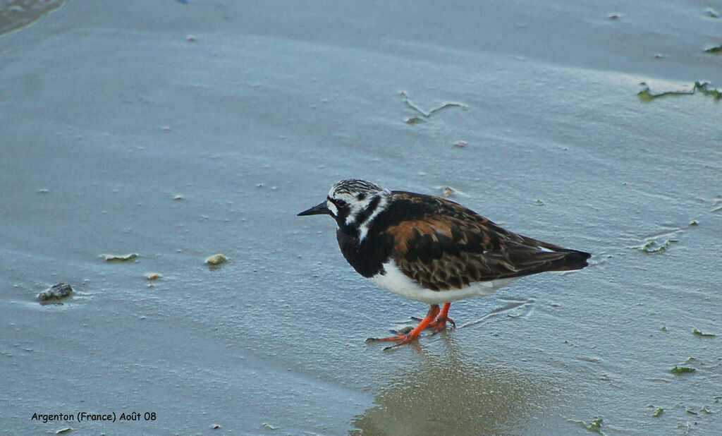 Ruddy Turnstone