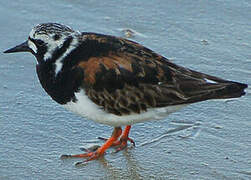 Ruddy Turnstone