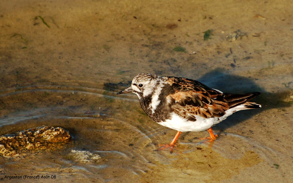 Ruddy Turnstone