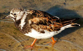 Ruddy Turnstone