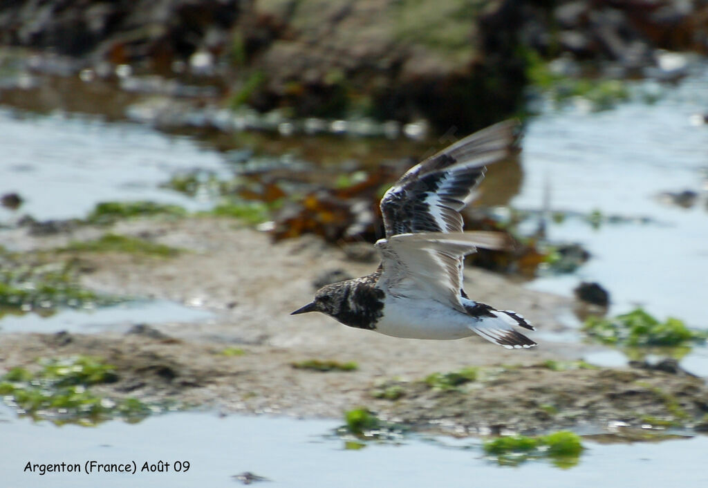 Ruddy Turnstone, Flight