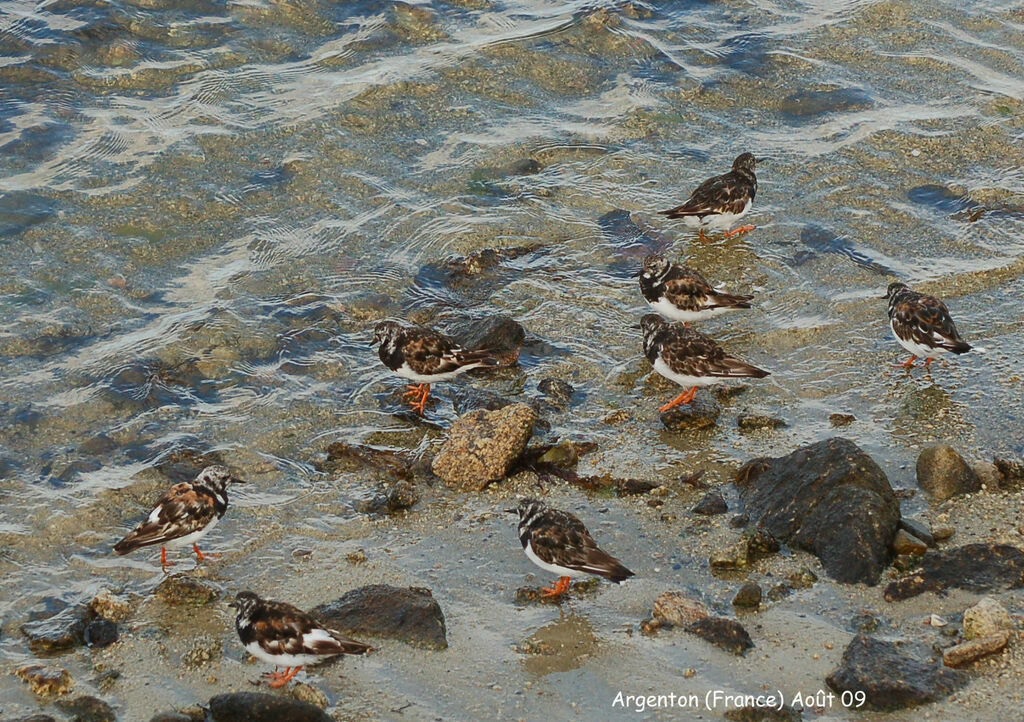 Ruddy Turnstone