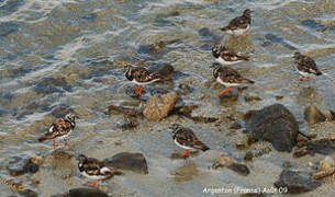 Ruddy Turnstone