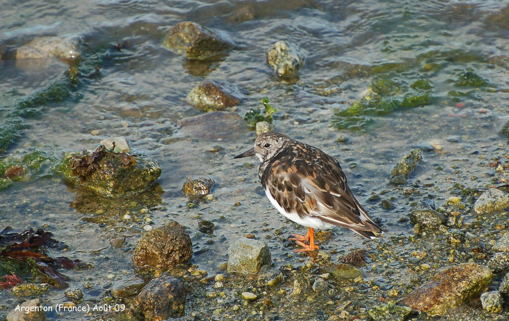 Tournepierre à collier, identification