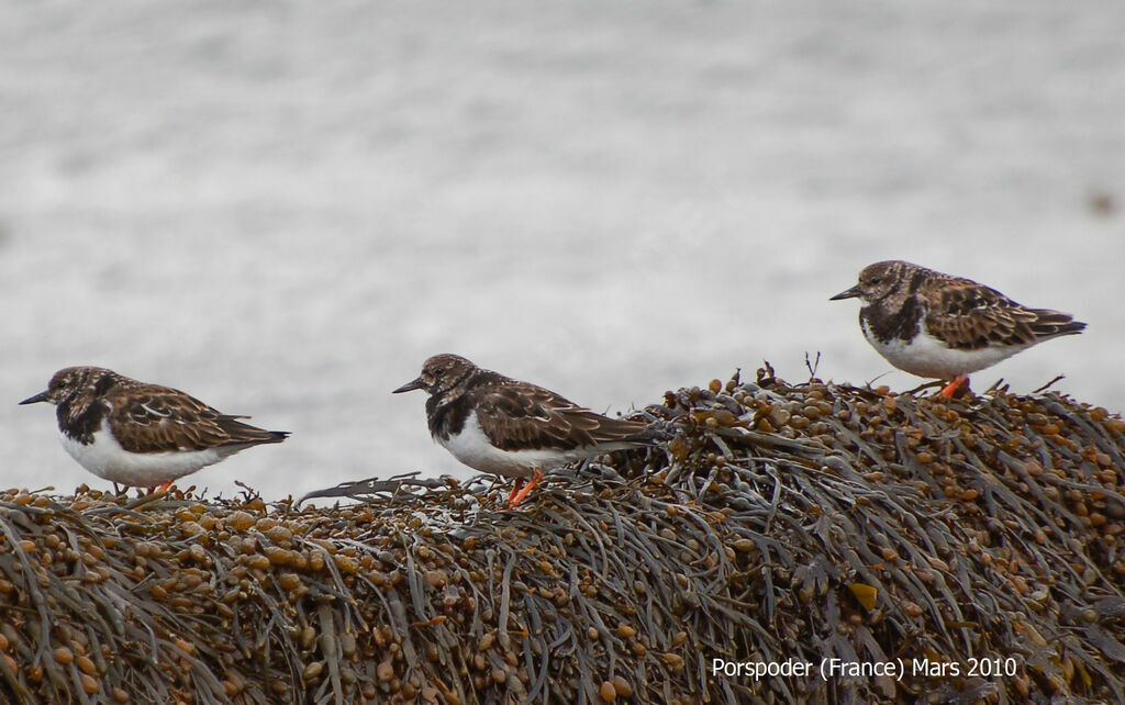 Ruddy Turnstone