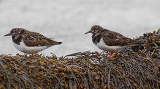 Ruddy Turnstone