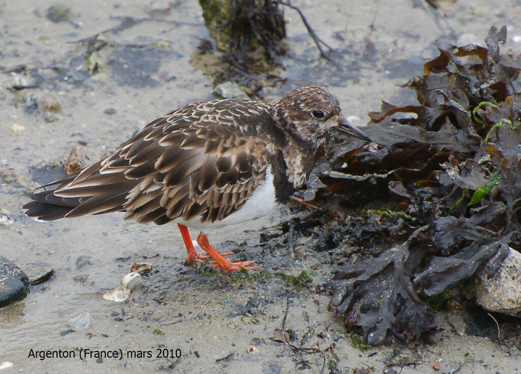 Tournepierre à collier, identification