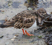 Ruddy Turnstone