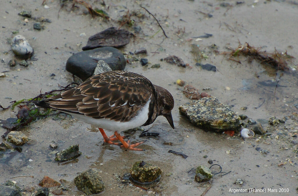 Tournepierre à collier, identification