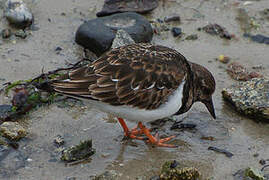 Ruddy Turnstone