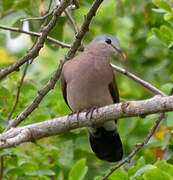 Blue-spotted Wood Dove