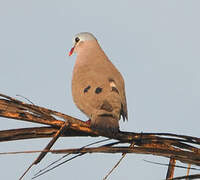 Blue-spotted Wood Dove