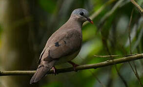 Blue-spotted Wood Dove