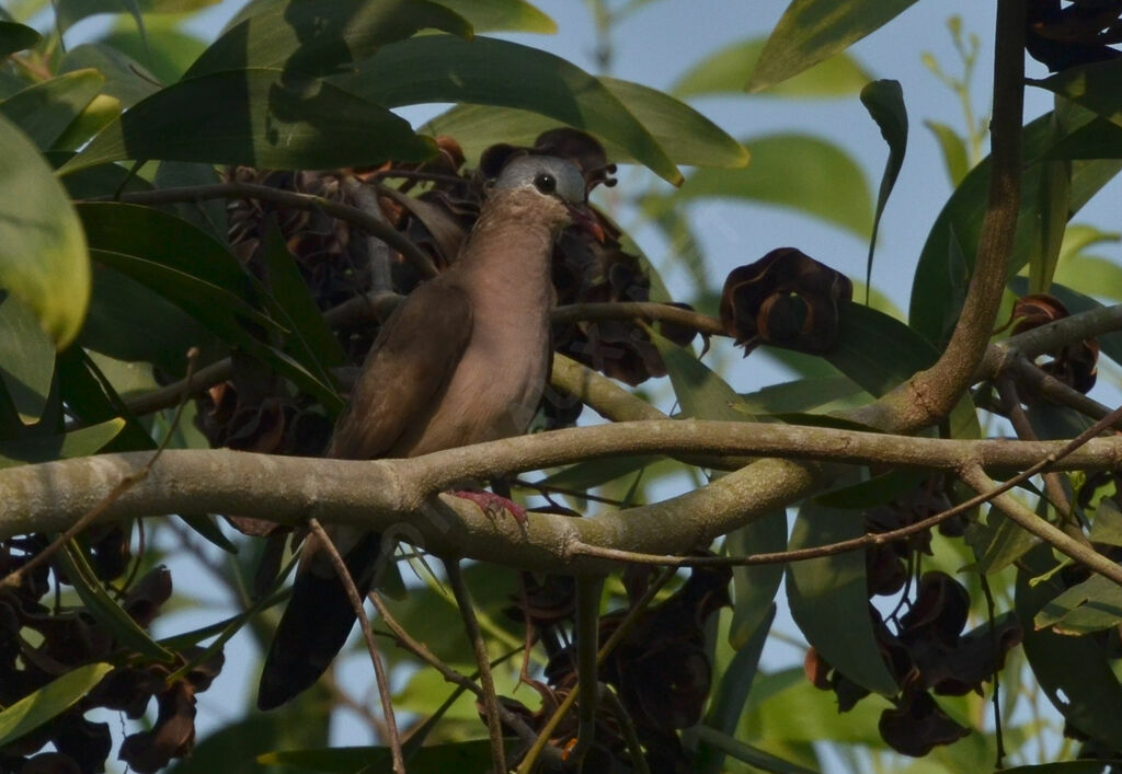 Blue-spotted Wood Doveadult, identification