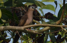 Blue-spotted Wood Dove