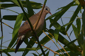 Blue-spotted Wood Dove