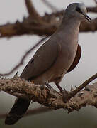 Black-billed Wood Dove