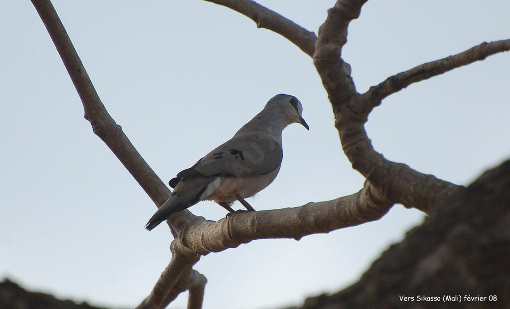 Black-billed Wood Doveadult