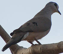 Black-billed Wood Dove