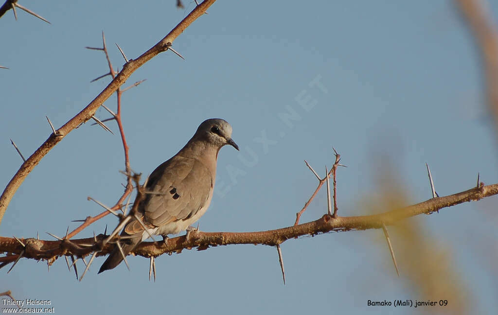 Black-billed Wood Doveadult