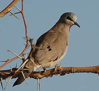 Black-billed Wood Dove